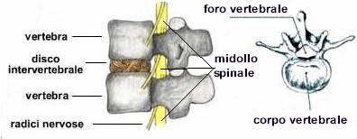 vertebre-rachide