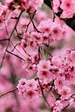 primavera