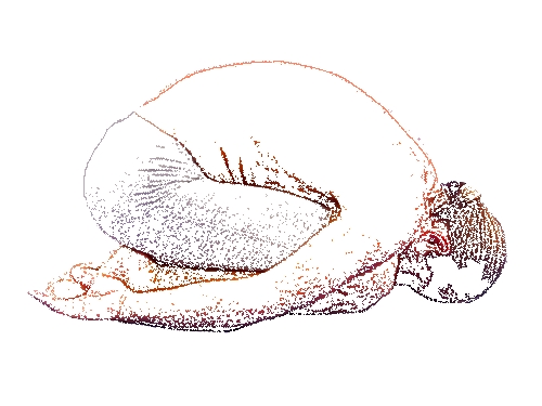 balasana balasana