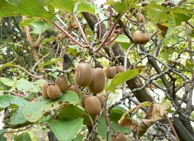 Actinidia_chinensis Actinidia_chinensis