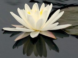 fiordiloto