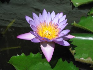 fiordiloto2