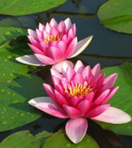 fioriloto3