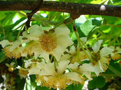 kiwi_fiore kiwi_fiore
