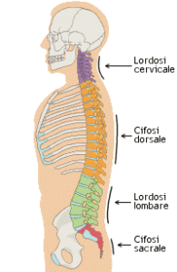 curve fisiologiche
