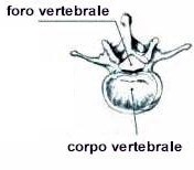 vertebre-rachide