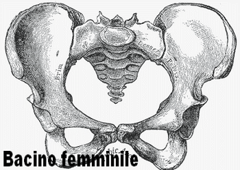 bacino_femminile