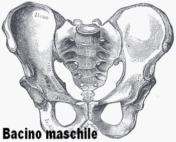 bacino_maschile