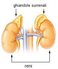 ghiandole_surrenali ghiandole_surrenali