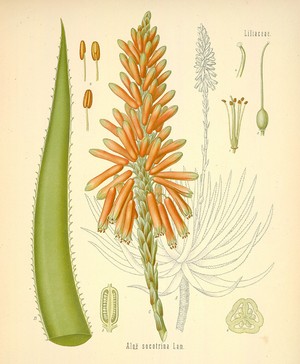 Aloe-Vera-Aloe-barbadensis