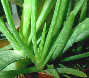 Aloe vera