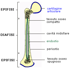 endostio-periostio