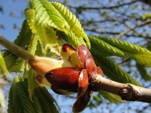 Chestnut Bud, fiori di bach
