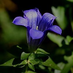 gentian, fiori di bach