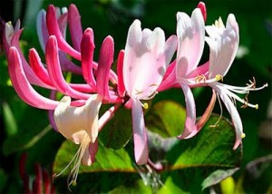 Honeysuckle
