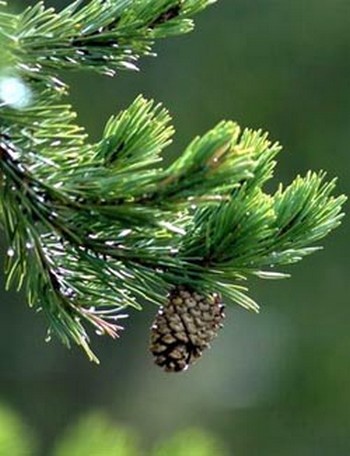 Pine pine, fiori di bach