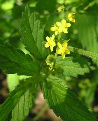 Agrimony, Fiori di Bach