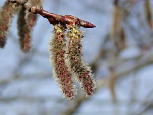aspen, fiori di bach