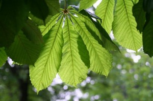 beech, fiori di bach