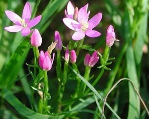 centuary, fiori di bach