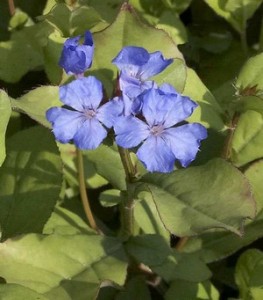 cerato, fiore di bach