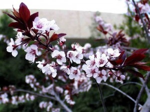 cherry plum, fiori di bach
