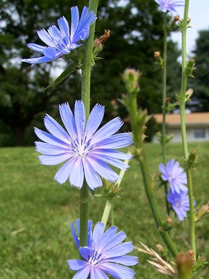 chicory chicory, fiori di bach