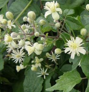 clemantis, fiori di bach
