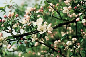 crab apple, fiori di bach