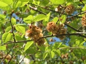 elm, fiori di bach