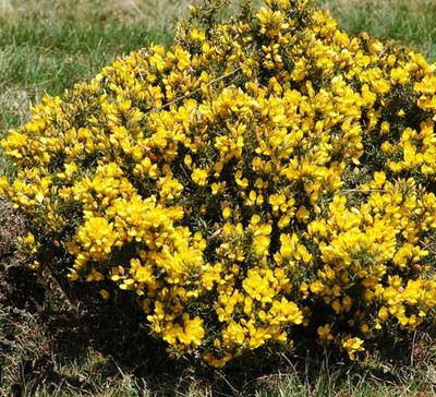 gorse gorse, fiore di bach
