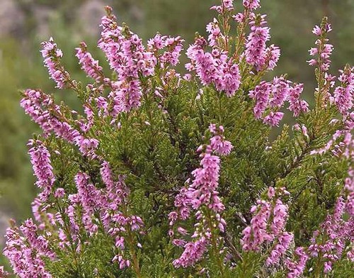 heather heather, fiori di bach