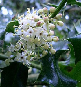 holly, fiori di bach