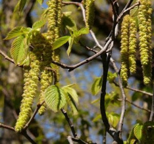 hornbeam, fiori di bach