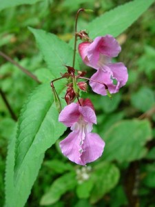 impatiens, fiori di bach