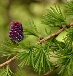 larch