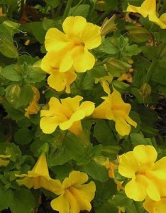mimulus