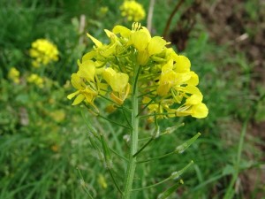 mustard, fiori di bach