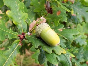 oak, fiori di bach