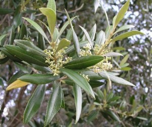 olive, fiori di bach