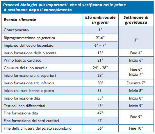 prime settimane gravidanza