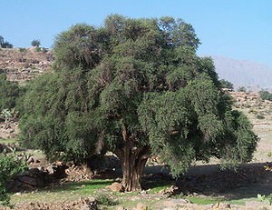 Argania-spinosa