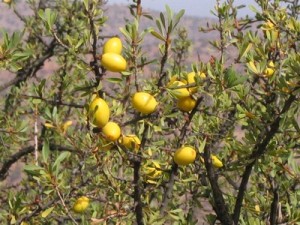 Argania-spinosa_frutti