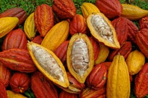 burro-cacao