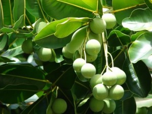 Calophyllum Inophyllum-olio tamanù
