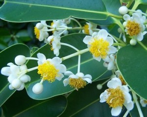 Calophyllum_olio tamanù