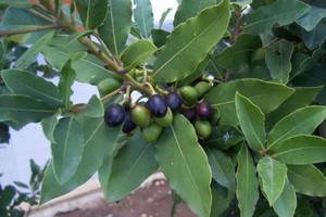 Laurus nobilis