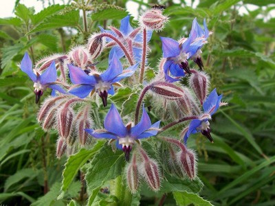 borragine (Borago_officinalis)