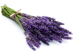 lavanda