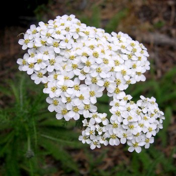 Achillea_millefolium